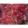 Čilimník časný 'Hollandia'  Cytisus praecox 'Hollandia'