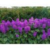 �istec velkokv�t�