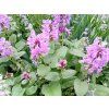 Čistec velkokvětý - Stachys grandiflora  Stachys grandiflora