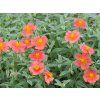 Devaterník x hybridum 'Fire Dragon' - Helianthemum x hybridum 'Fire Dragon'  Helianthemum x hybridum'Fire Dragon'