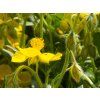 Helianthum Sterntaler (1)