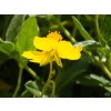 Helianthum Sterntaler (2)