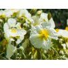 Devaterník x hybridum 'The Bride' - Helianthemum x hybridum 'The Bride'  Helianthemum x hybridum 'The Bride'