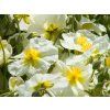 Devaterník x hybridum 'The Bride' - Helianthemum x hybridum 'The Bride'  Helianthemum x hybridum 'The Bride'