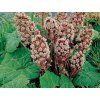 Devětsil lékařský - Petasites hybridus  Petasites hybridus