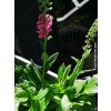 38631 1 divizna brunatna verbascum phoeniceum