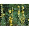 Divizna malokvětá - Verbascum thapsus  Verbascum thapsus