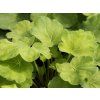 Dlužicha  LITTLE CUTIE® 'Blondie in Lime' - Heuchera  LITTLE CUTIE® 'Blondie in Lime'  Heuchera LITTLE CUTIE® 'Blondie in Lime'