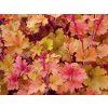 Dlužicha 'Marmalade' (EU17452) - Heuchera 'Marmalade'  Heuchera 'Marmalade'(EU17452)
