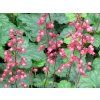 Dlužicha 'Paris' - Heuchera 'Paris'  Heuchera 'Paris'