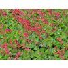 38847 1 38847 1 38847 1 dluzicha krvava leuchtkafer heuchera sanguinea leuchtkafer