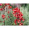 38850 dluzicha krvava ruby bells heuchera sanguinea ruby bells