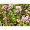 Oregáno, dobromysl obecná 'Aureum' - Origanum vulgare 'Aureum'  Origanum vulgare 'Aureum'