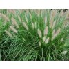 Dochan psárkovitý - Pennisetum alopecuroides  Pennisetum alopecuroides