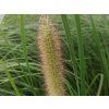 Dochan psárkovitý 'Lady U' - Pennisetum alopecuroides 'Lady U'  Pennisetum alopecuroides 'Lady U'