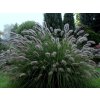 Dochan psárkovitý 'Lady U' - Pennisetum alopecuroides 'Lady U'  Pennisetum alopecuroides 'Lady U'