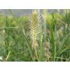 38913 2 dochan psarkovity little bunny pennisetum alopecuroides little bunny
