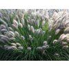Dochan psárkovitý 'Moudry' - Pennisetum alopecuroides 'Moudry'  Pennisetum alopecuroides 'Moudry'