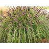 Dochan psárkovitý var. viridiscens - Pennisetum alopecuroides var. viridiscens  Pennisetum alopecuroides var.viridiscens