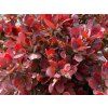 Dřišťál Thunbergův 'Bagatelle'  Berberis thunbergii 'Bagatelle'