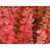 Dřišťál Thunbergův 'Erecta'  Berberis thunbergii 'Erecta'