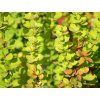 Dřišťál Thunbergův 'Erecta'  Berberis thunbergii 'Erecta'