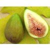 Fíkovník smokvoň 'Bornholm'  Ficus carica 'Bornholm'