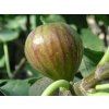 Fíkovník smokvoň 'Bornholm'  Ficus carica 'Bornholm'