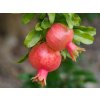 Granátové jablko  Punica granatum