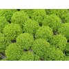 40083 1 hebe green globe