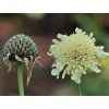 Hlavatka alpská - Cephalaria alpina  Cephalaria alpina