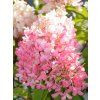 Hortenzie latnatá 'Candlelight®'  Hydrangea paniculata 'Candlelight®'