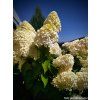 Hortenzie latnat� �Candlelight�� (Balen� kontejner C2, Tvar siln� sazenice)
