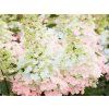 Hortenzie latnatá 'Candlelight®'  Hydrangea paniculata 'Candlelight®'