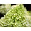 Hortenzie latnatá 'Limelight®'  Hydrangea paniculata 'Limelight®'
