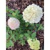 Hortenzie latnatá 'Limelight®'  Hydrangea paniculata 'Limelight®'