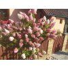 40350 hortenzie latnata magical candle