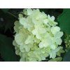 Hortenzie latnatá 'Silver Dollar'  Hydrangea paniculata 'Silver Dollar'
