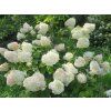 Hortenzie latnatá 'Silver Dollar'  Hydrangea paniculata 'Silver Dollar'