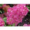 40380 1 40380 1 hortenzie latnata sundae fraise