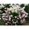 40380 2 40380 2 hortenzie latnata sundae fraise