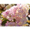 40380 40380 hortenzie latnata sundae fraise