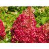 40404 4 wims red