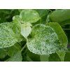 Hortenzie pnoucí 'Take a Chance'  Hydrangea anomala 'Take a Chance®'