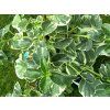 Hortenzie pnoucí 'Take a Chance'  Hydrangea anomala 'Take a Chance®'