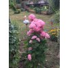 Hortenzie stromečkovitá 'Pink Annabelle'  Hydrangea arborescens 'Pink Annabelle'