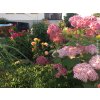 Hortenzie stromečkovitá 'Pink Annabelle'  Hydrangea arborescens 'Pink Annabelle'
