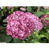 Hortenzie stromečkovitá 'Pink Annabelle'  Hydrangea arborescens 'Pink Annabelle'