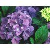Hortenzie velkolistá 'Blauer Zwerg'  Hydrangea macrophylla 'Blauer Zwerg'