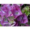 Hydrangea Early Blue (3)
